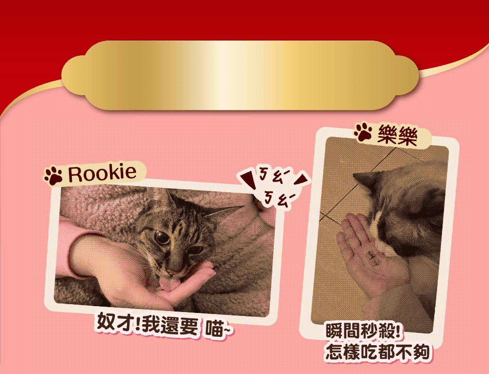 貓咪 rookie、樂樂