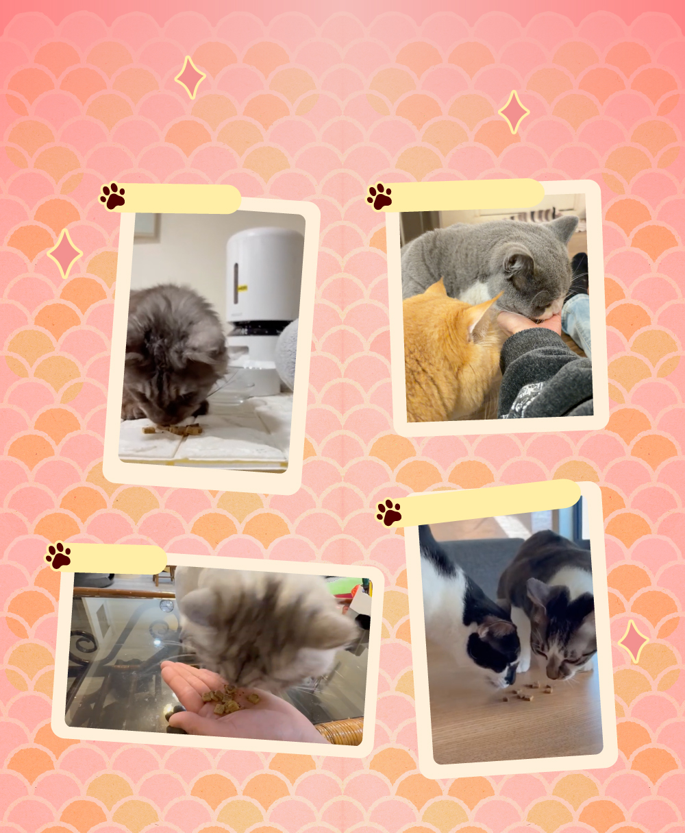 貓咪 kate、sonic